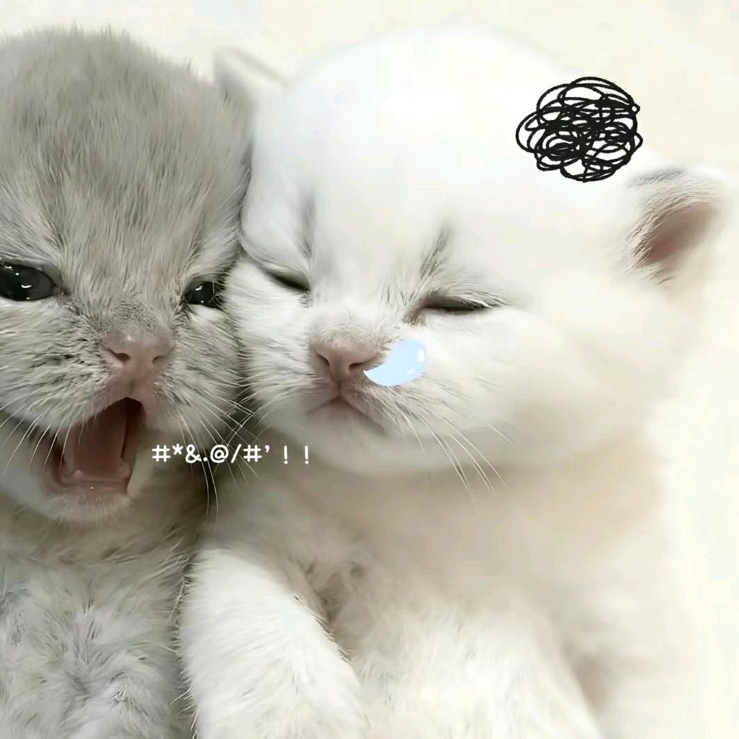 猪咪咪。