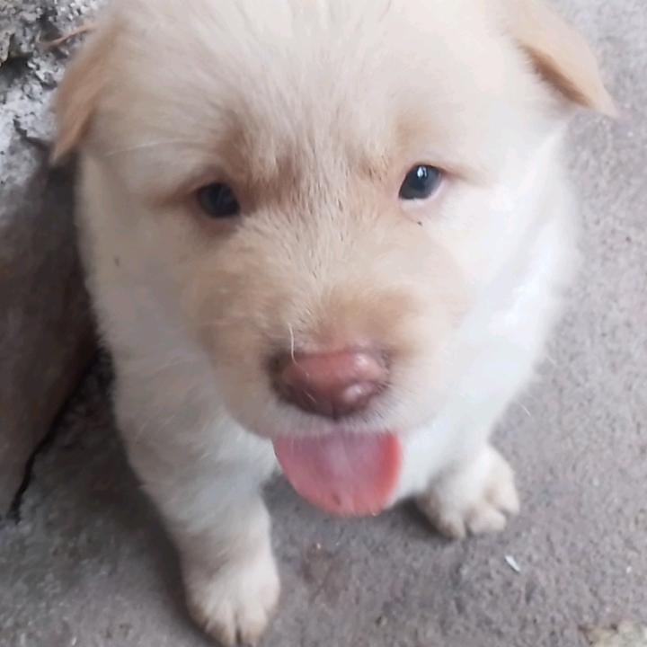 李预祺