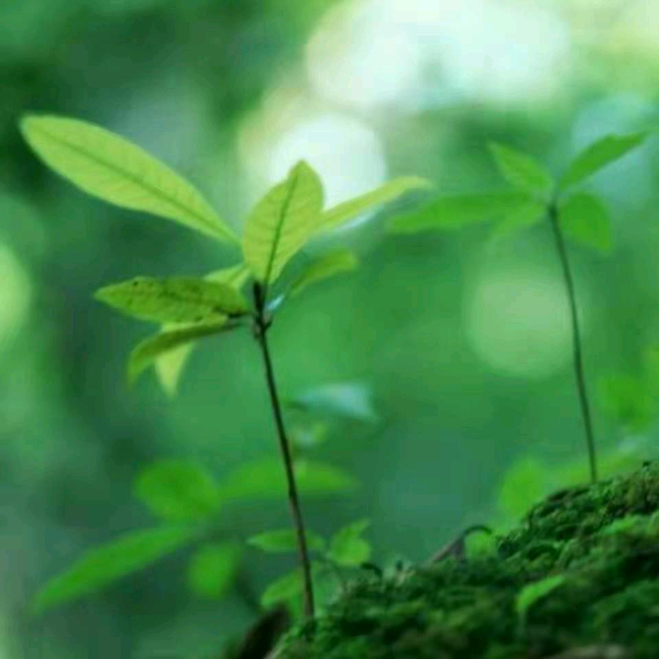 潇历