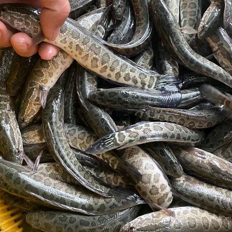 安徽水产黑鱼孵化