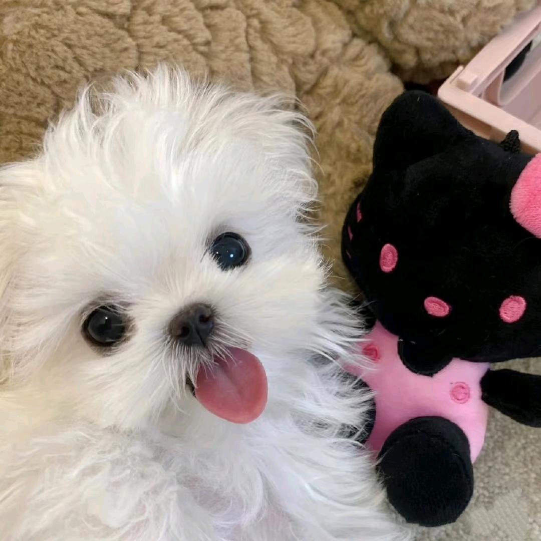 不吃培根