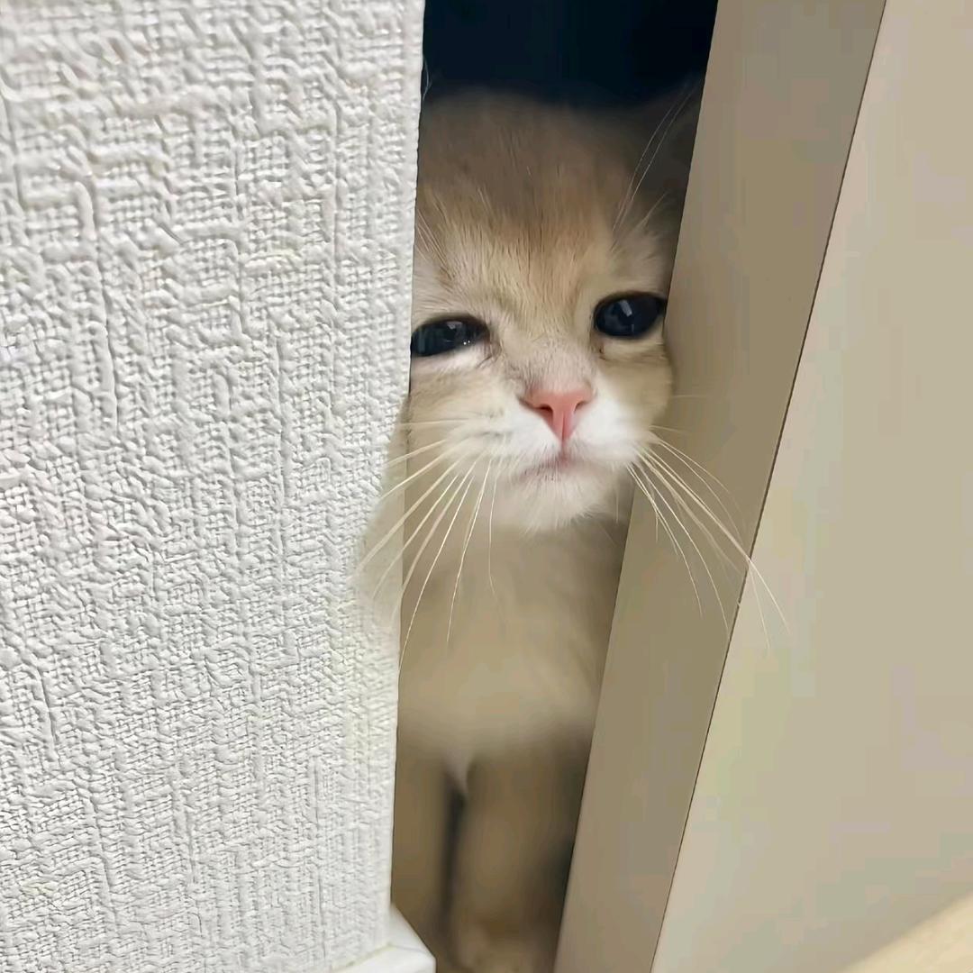 吃点烤肠