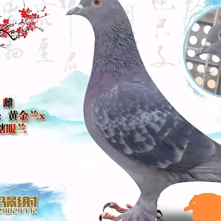 新疆翻翻推广者祥瑞鸽舍小马