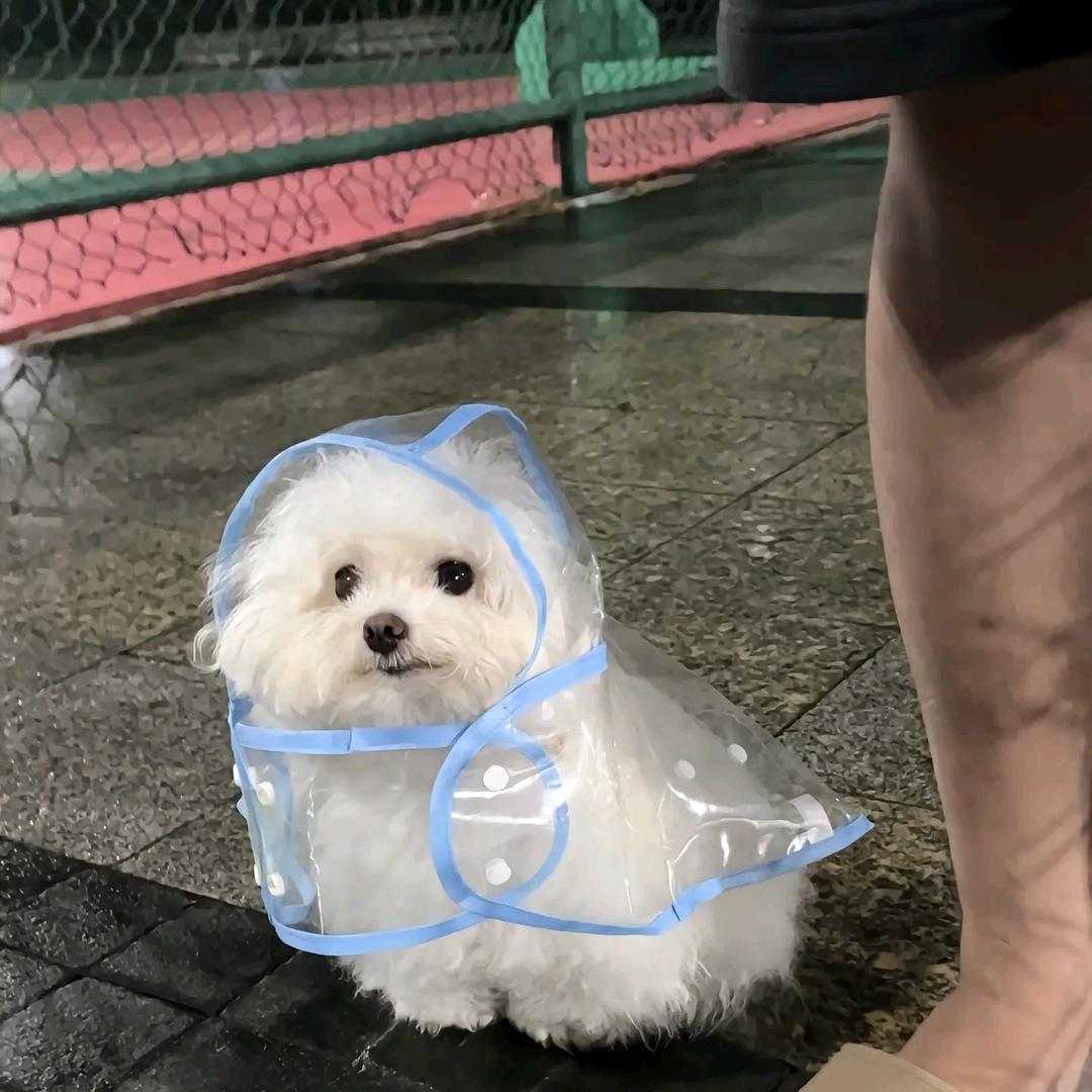 🐶萌乐多
