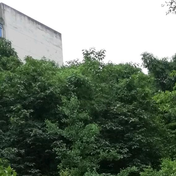 春季莲花