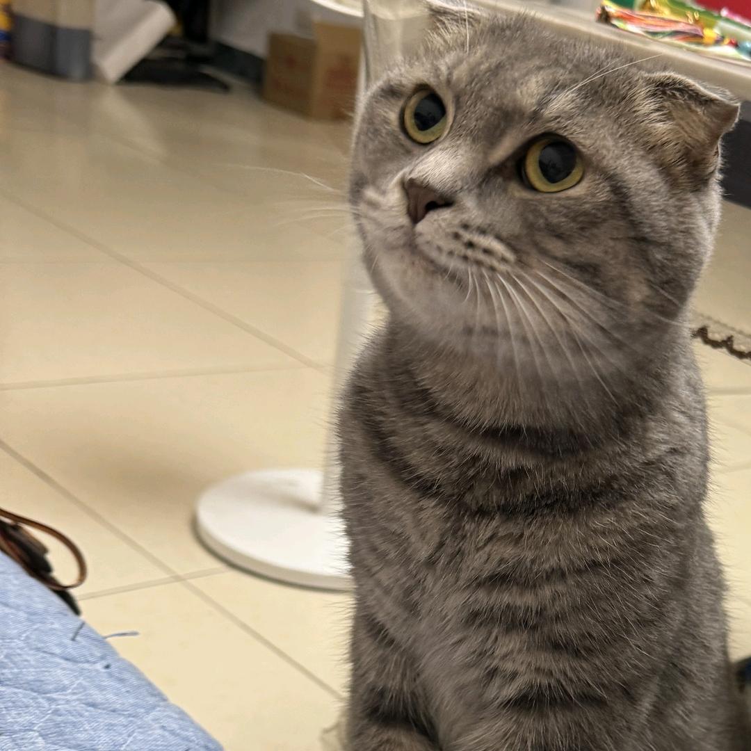 青松