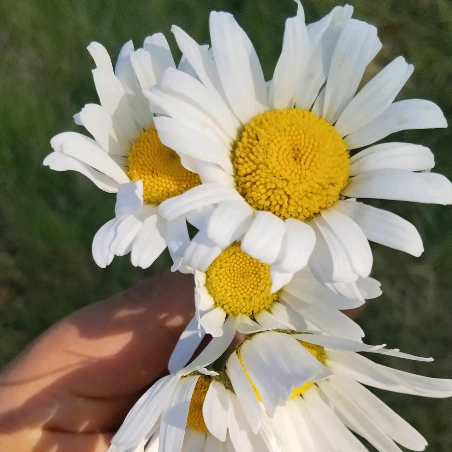 🍒🌈秋风吹起🌈