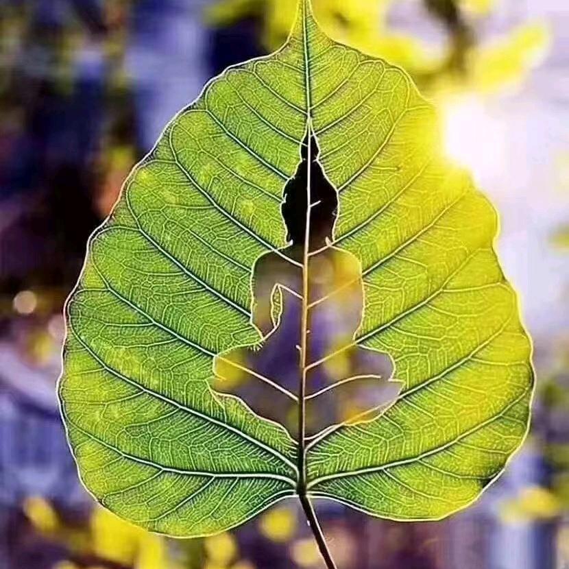 蓝钻传奇