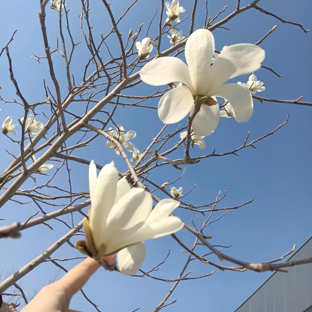 @顺其自然，随风儿去(◕ᴗ◕✿)