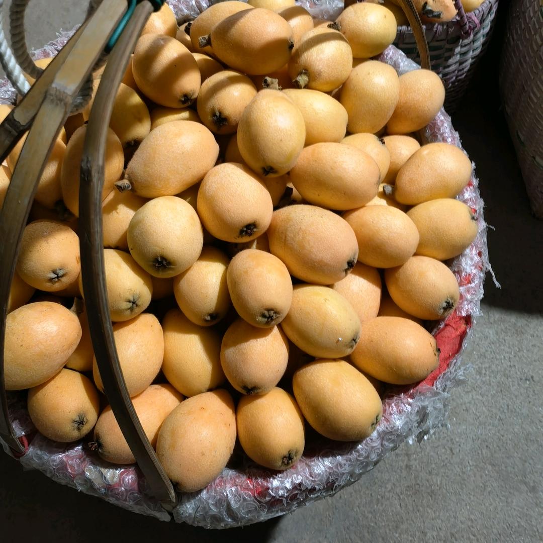枇杷乡·书峰枇杷