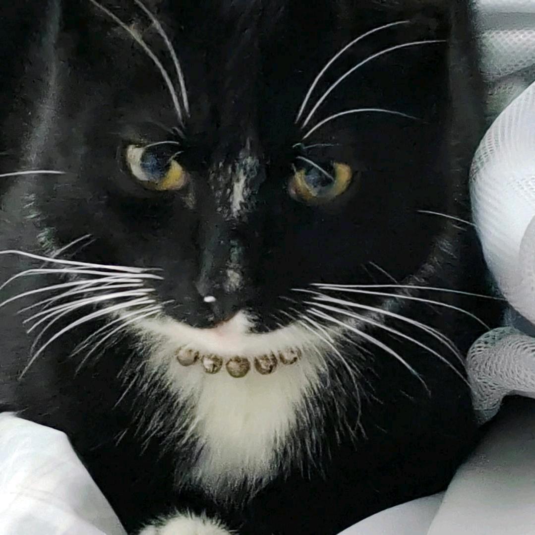 lll