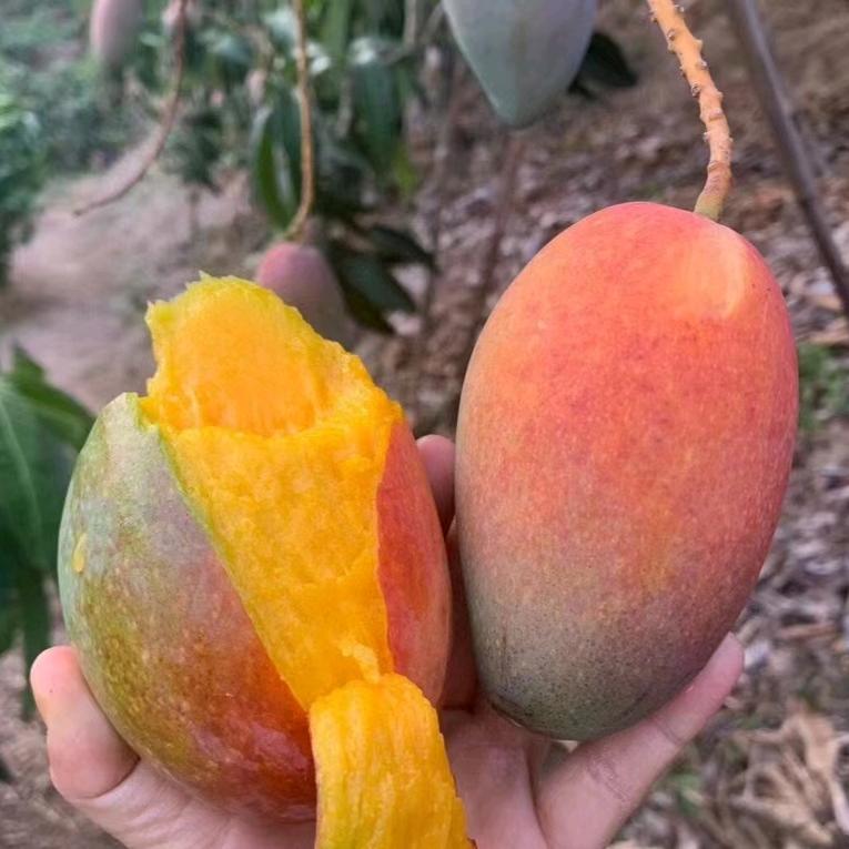 Kk应季新鲜水果