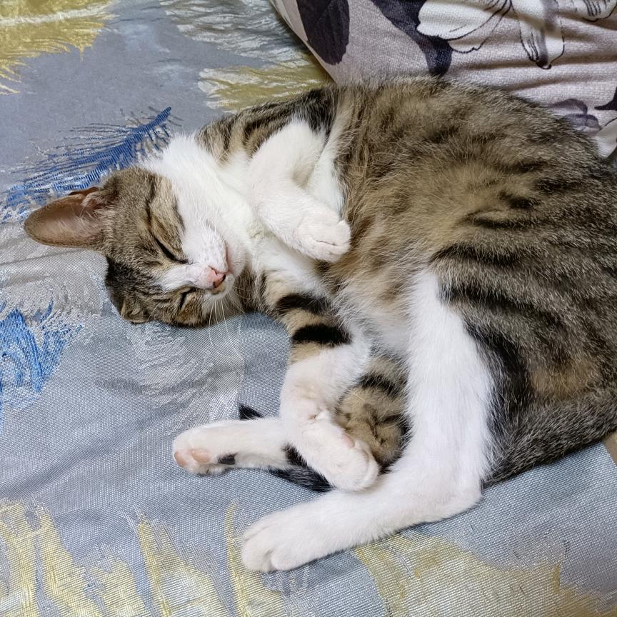 猫猫一去不回头💔