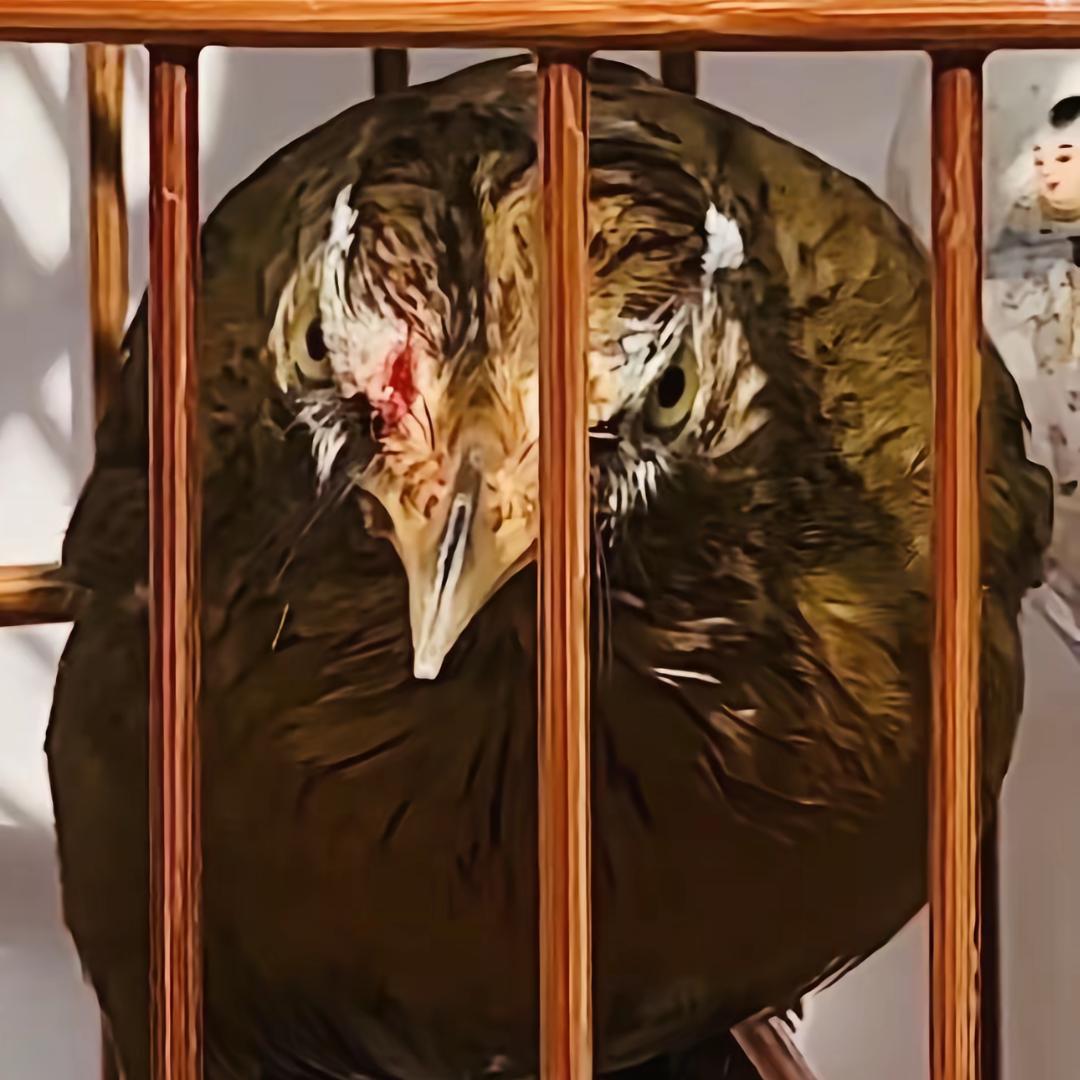 鸟玩我