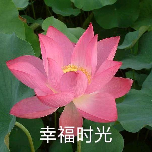 吉祥