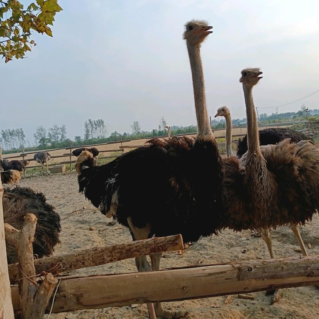 鸵鸟养殖场