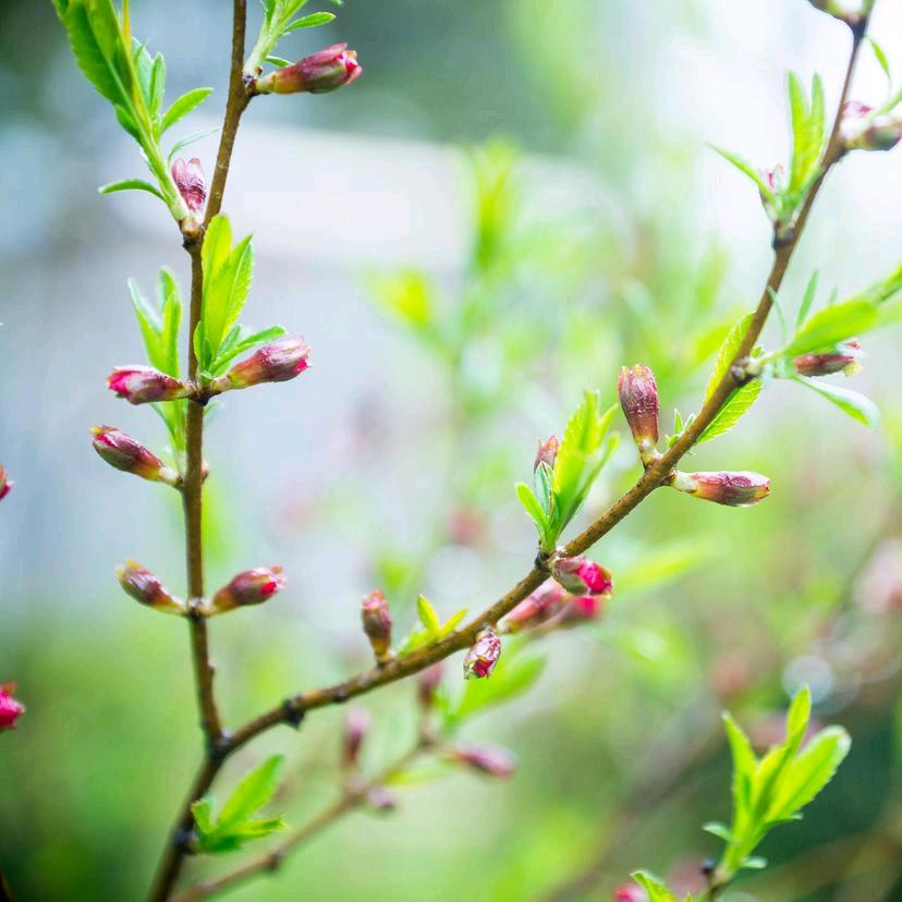 翟娃子大碗面江湖菜