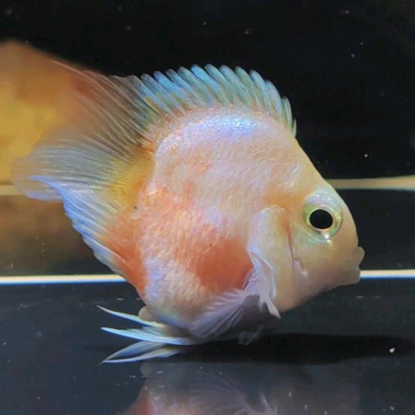 静静ai🐟迷你鹦鹉鱼