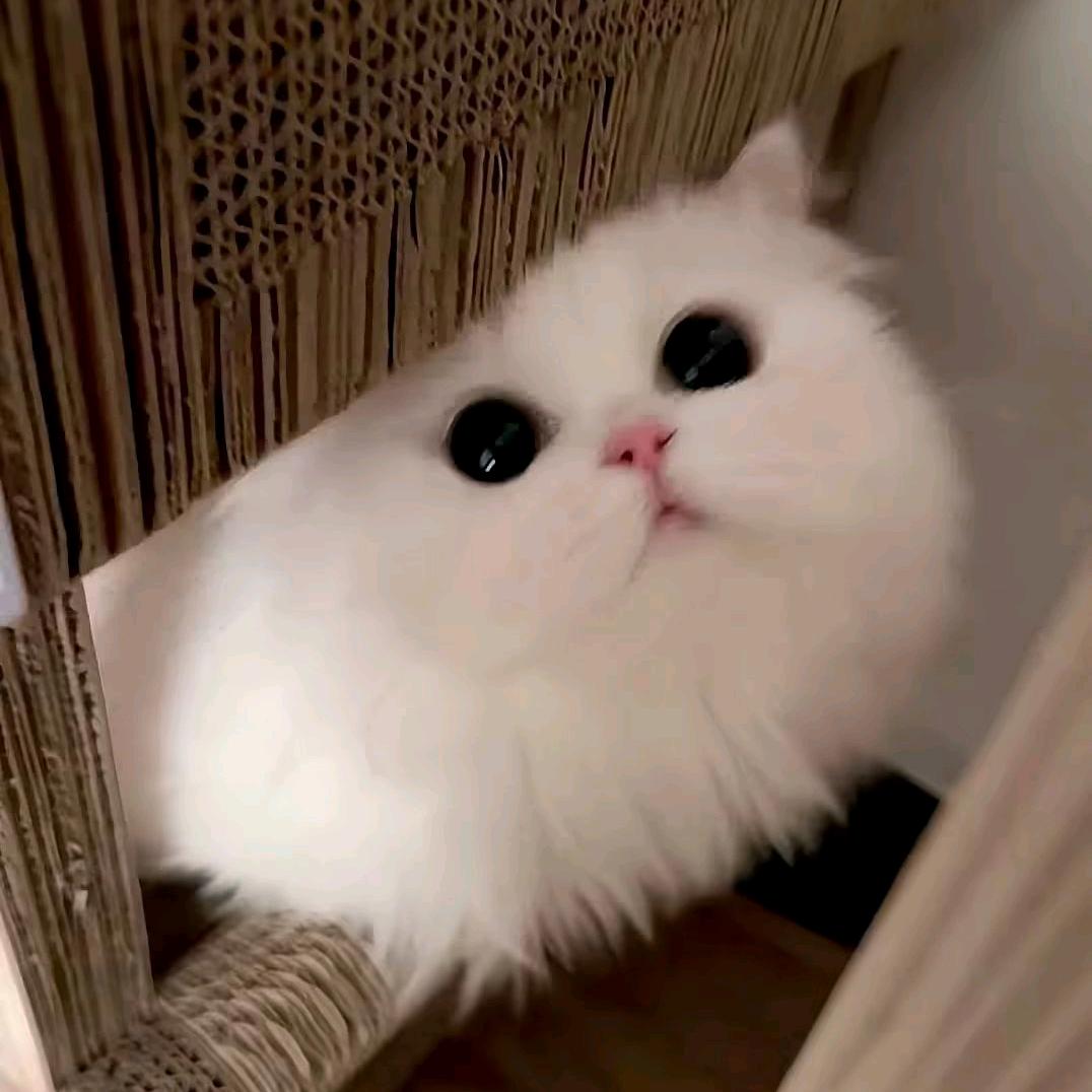念.