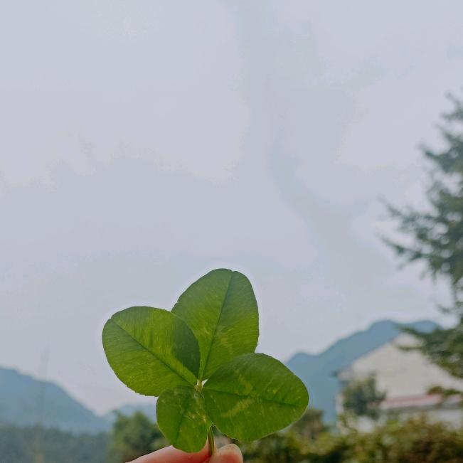 幸运草
