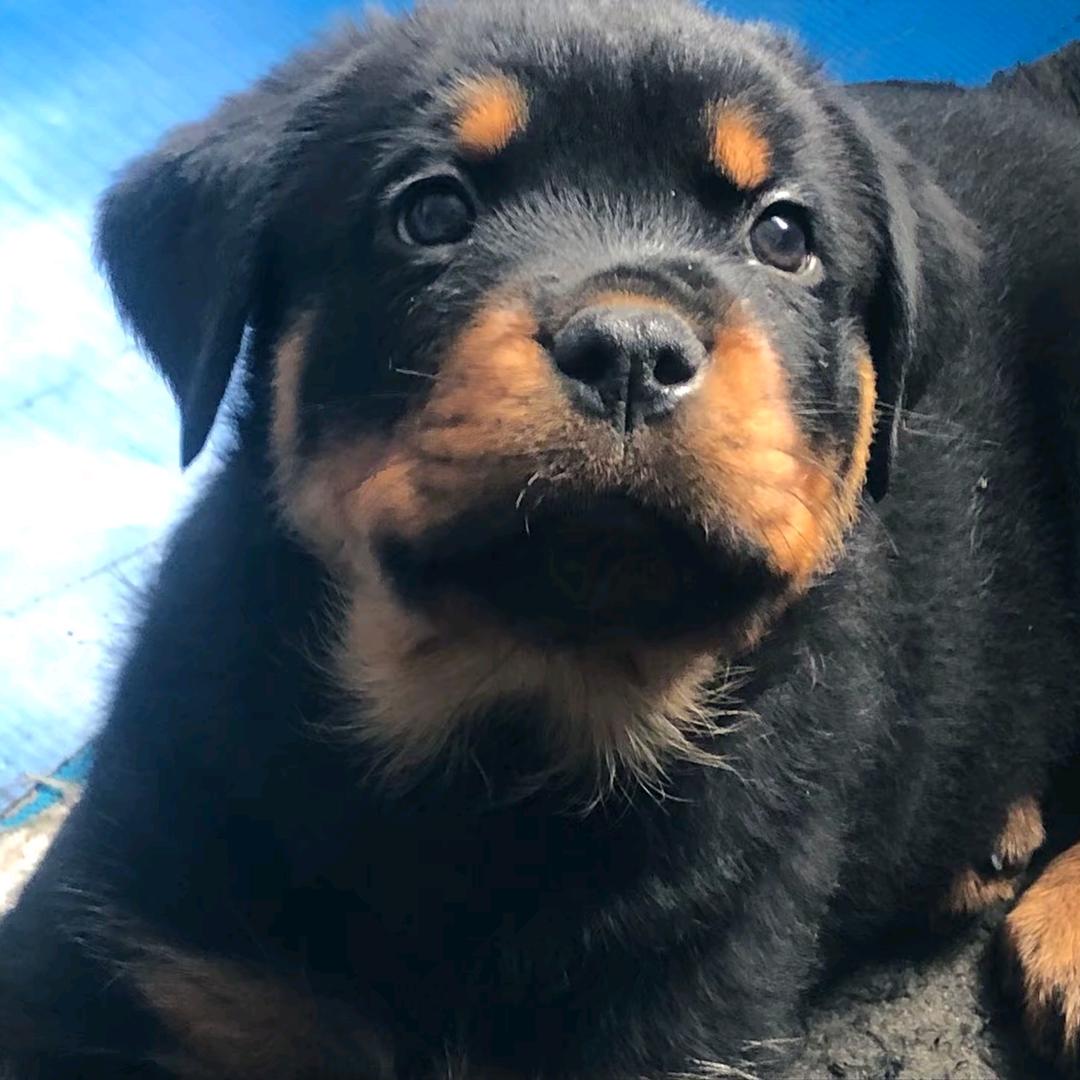 挚友的挚（买🐶私）
