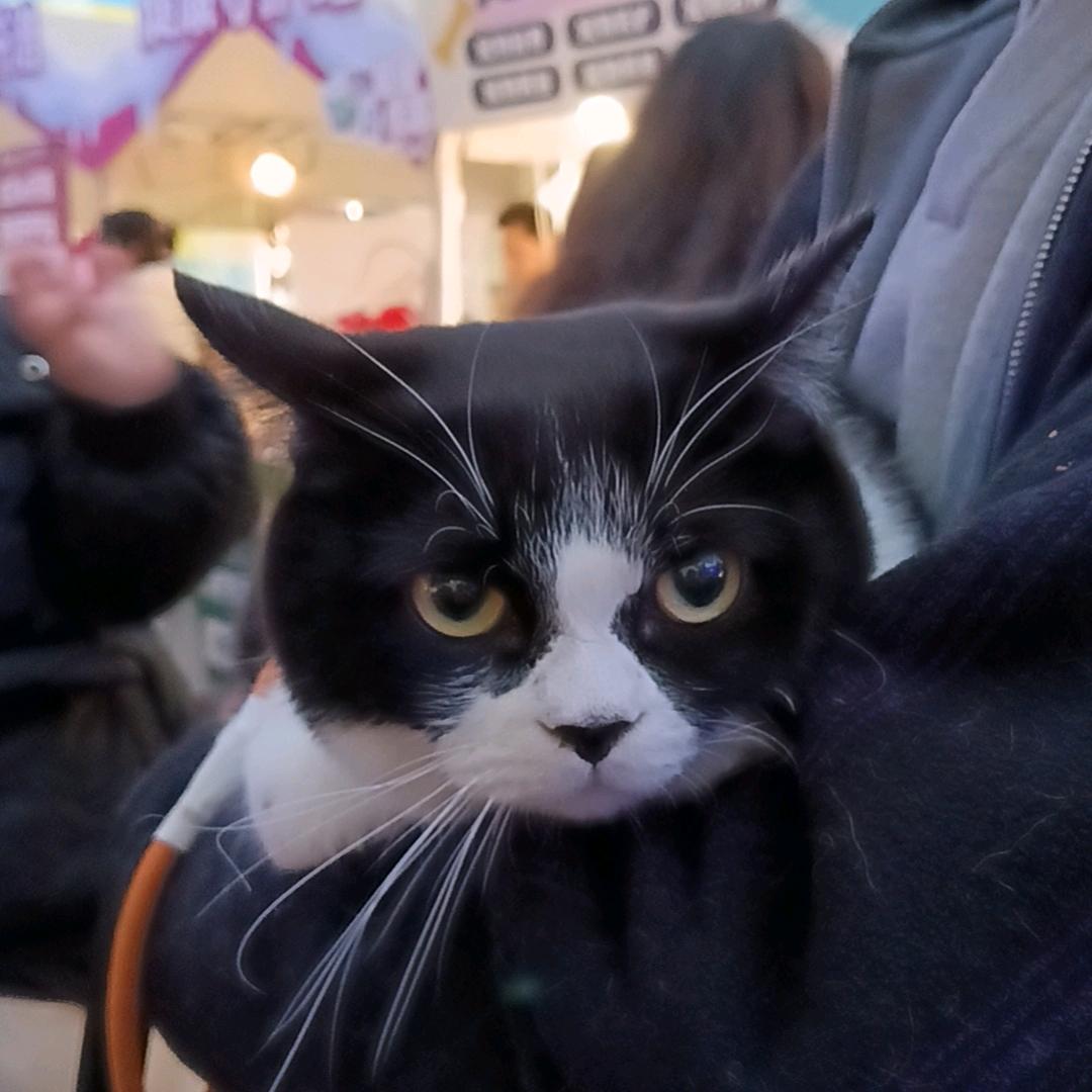 阿胖lei头像