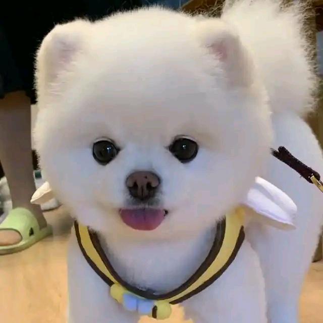Messy柠檬🍋心