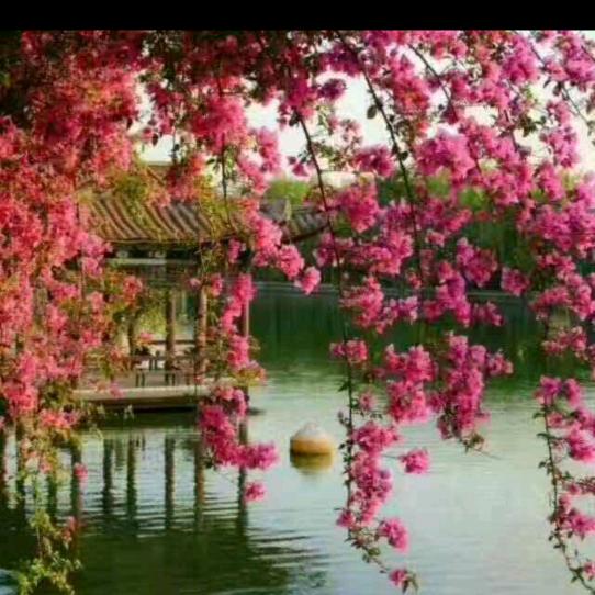 开心果《拒聊》