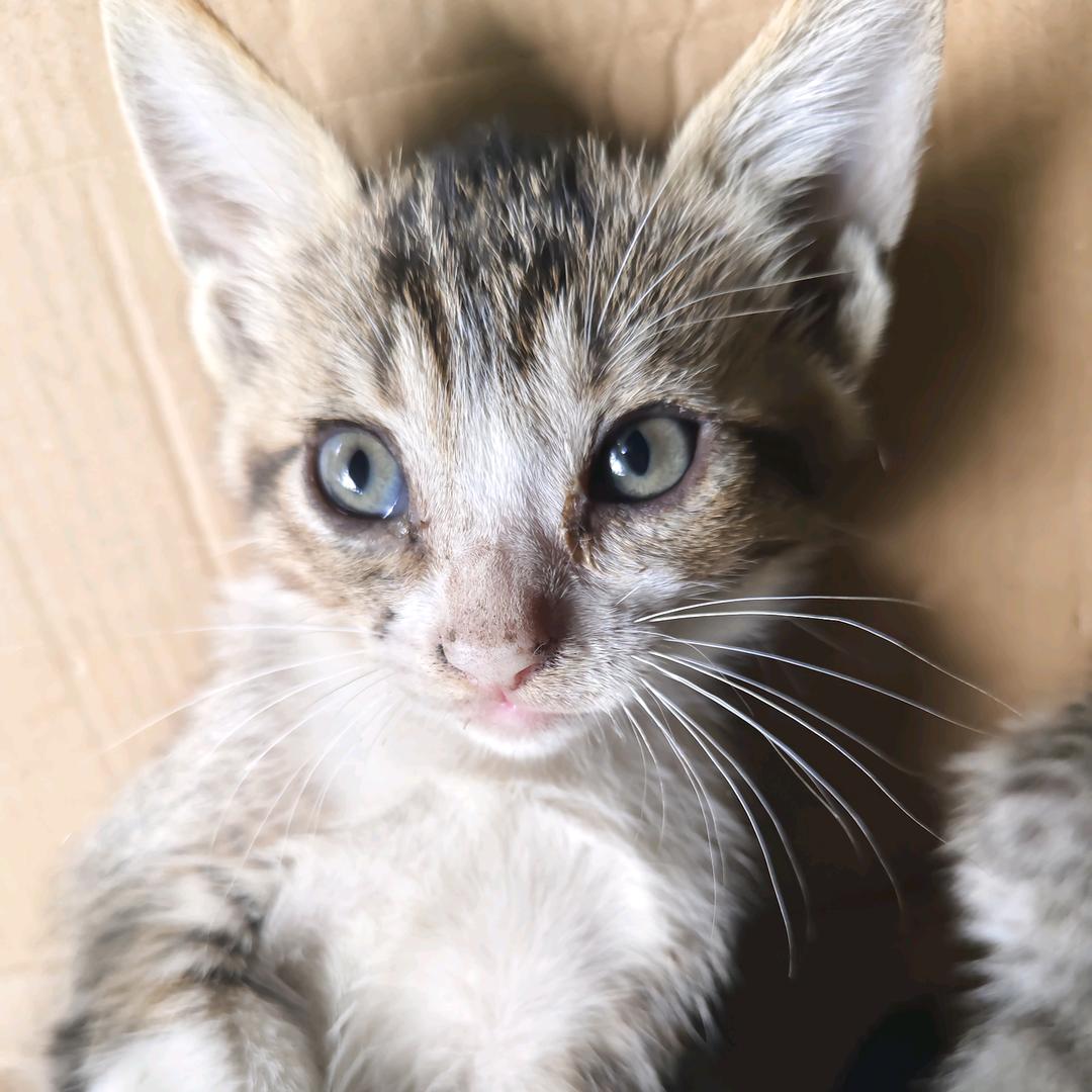 扶摇正顺万里乌