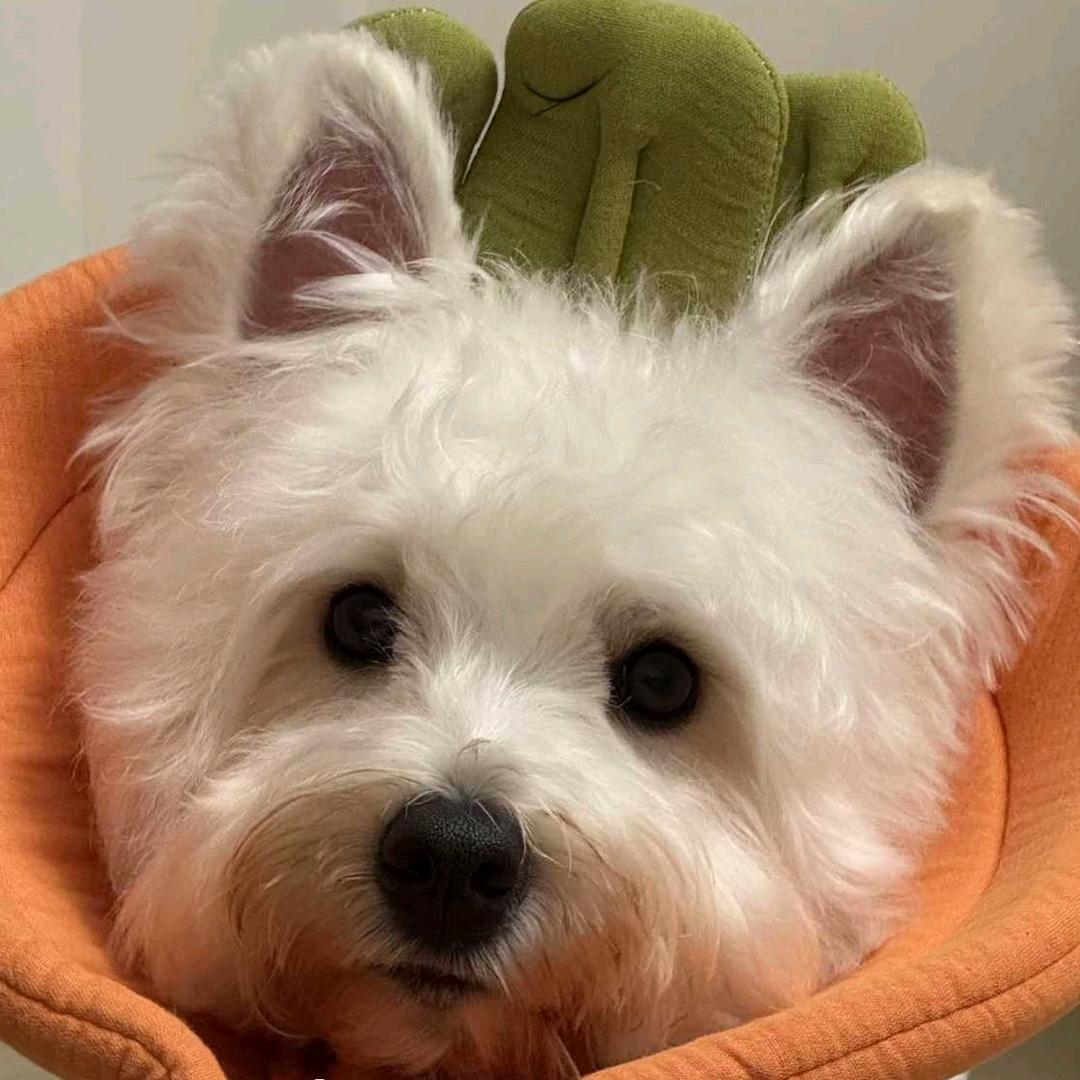 火乐其斤克其斤.