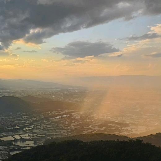 沙堆中的麦穗