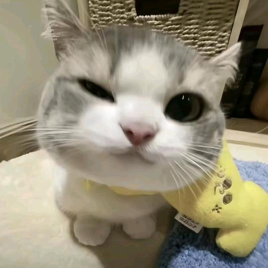 芝士脆脆鲨