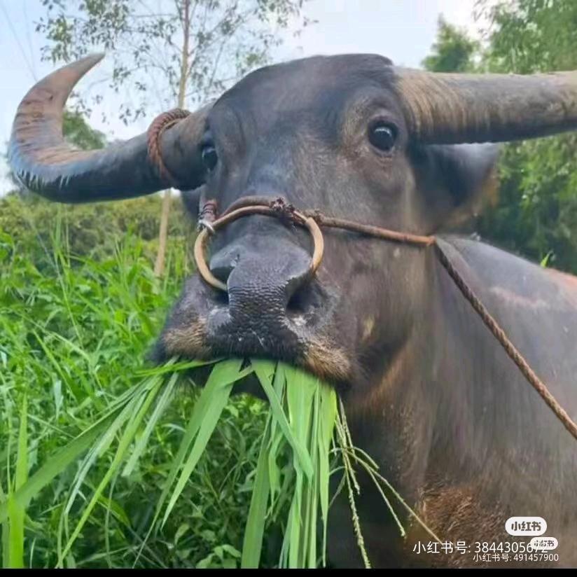 农资小张