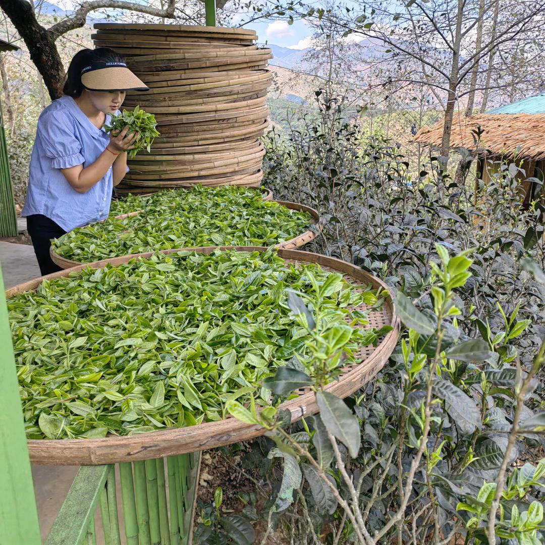 龙腾茶叶……李波