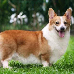 宠物犬舍598