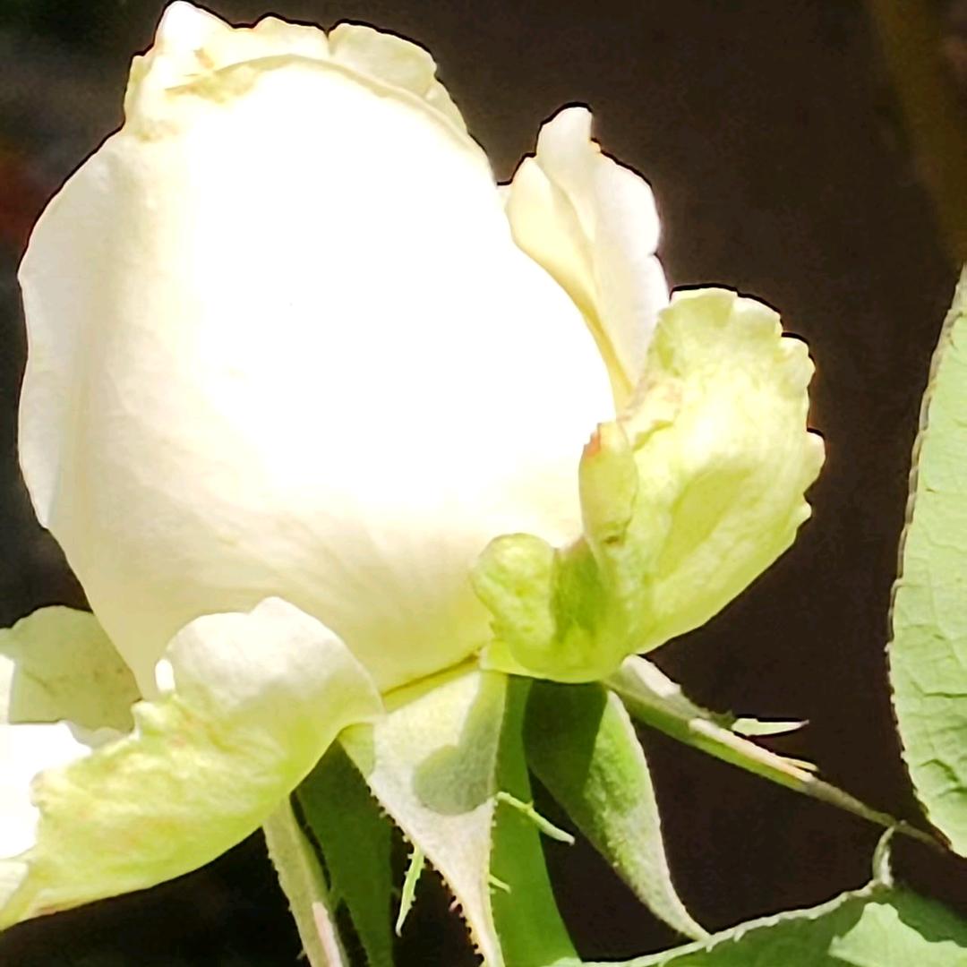 棉花糖🌹