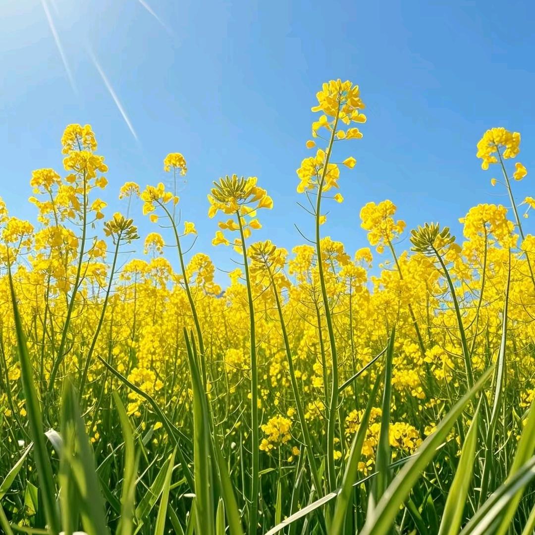 袁姐种油菜