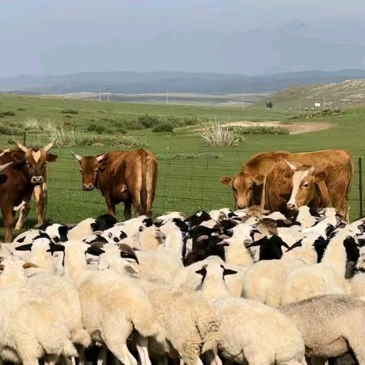 四子王旗牧羊淳肉业