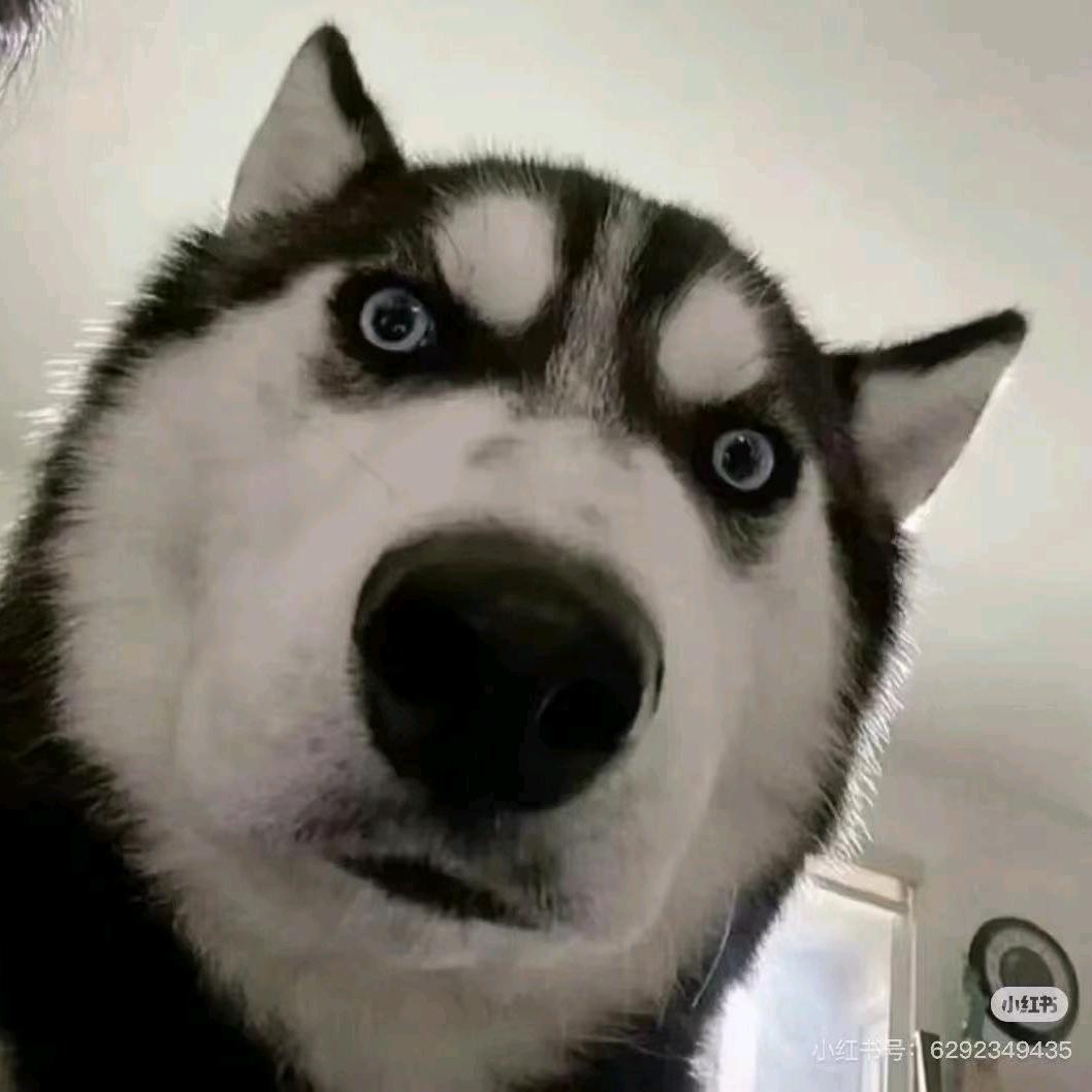QQ飞车狗头