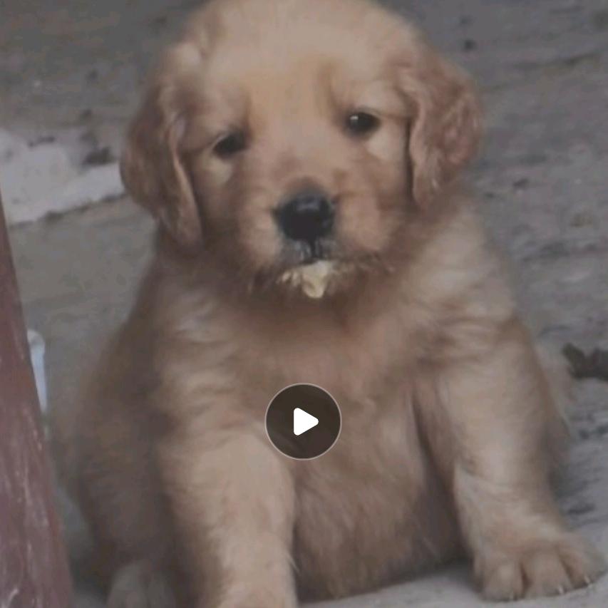 狗胜美（呆呆）