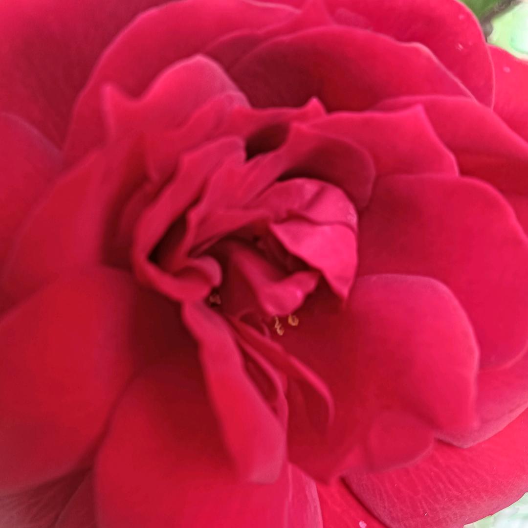 ꦿ🌺🌹💕💝兰🌺💞💐🌹