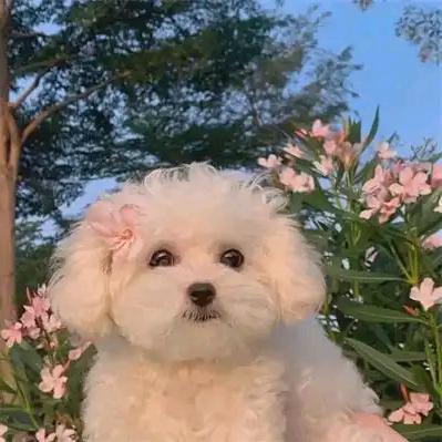 🌹珍珍🌹