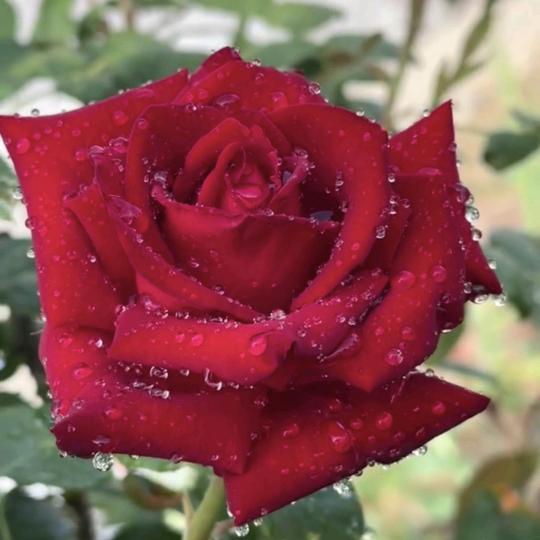 向阳而生🌻🌻