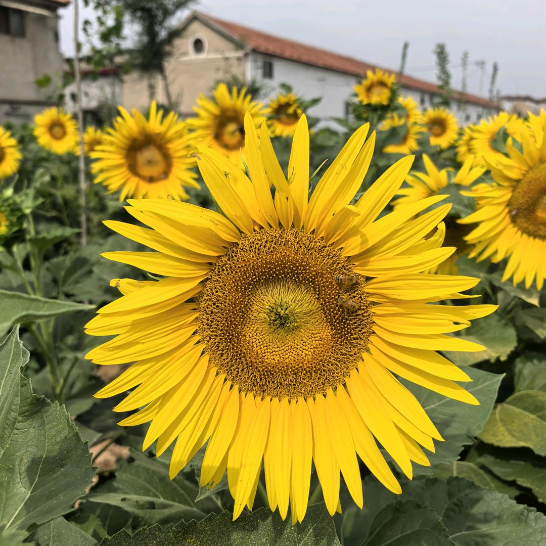 70后老孙的农村生活