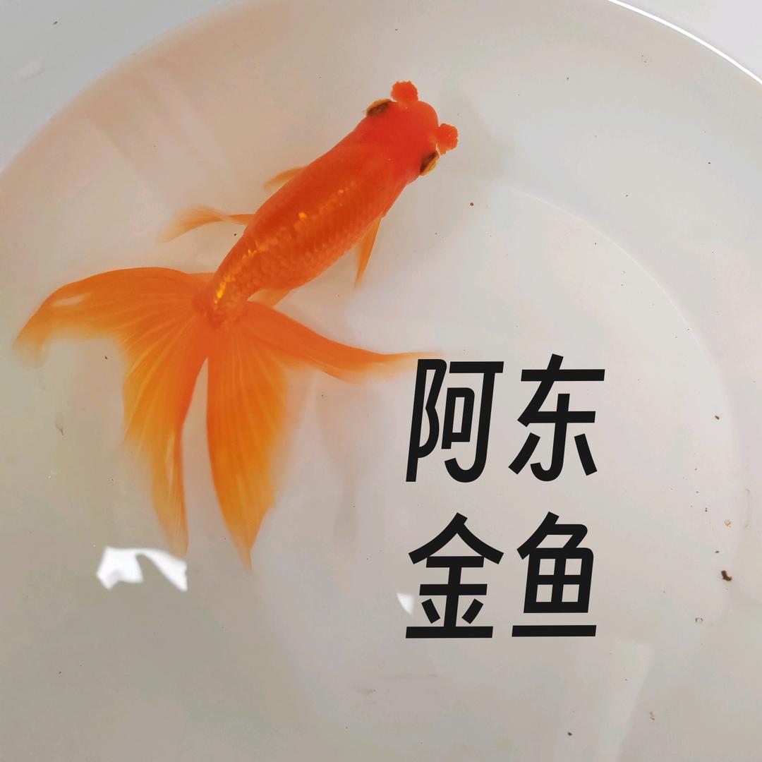 阿东鱼舍