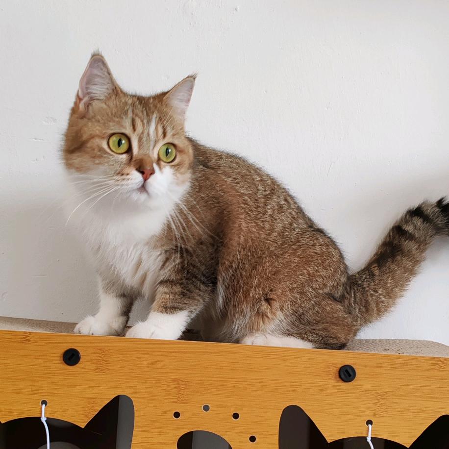 林老师宠物科普