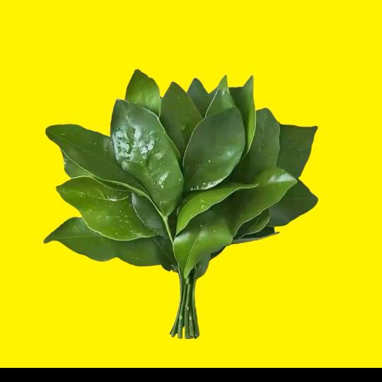 爱上你没道理