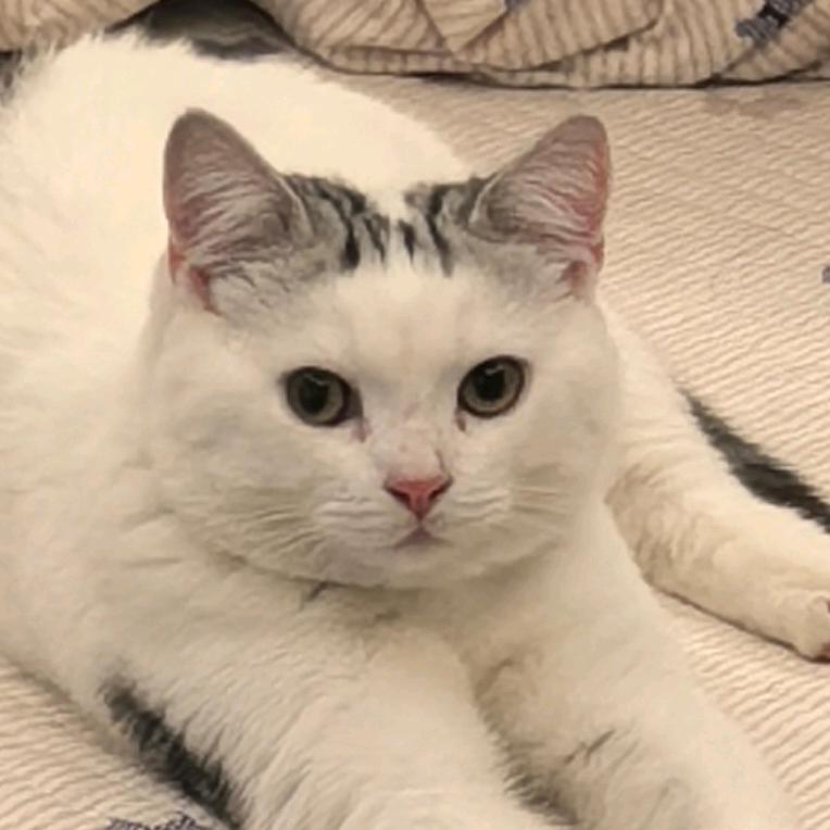 阿喵（售后联系我哈）