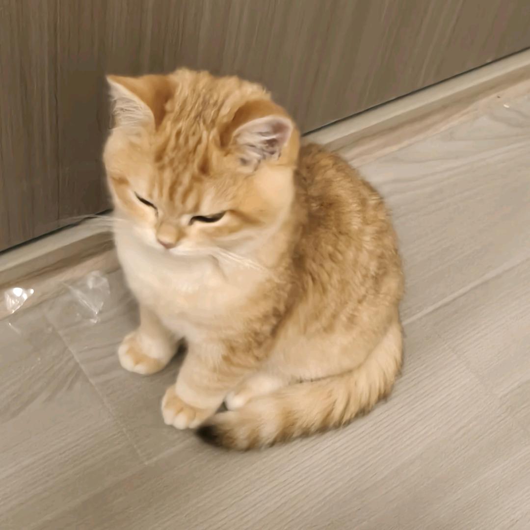 一只次鱼🐟唉~