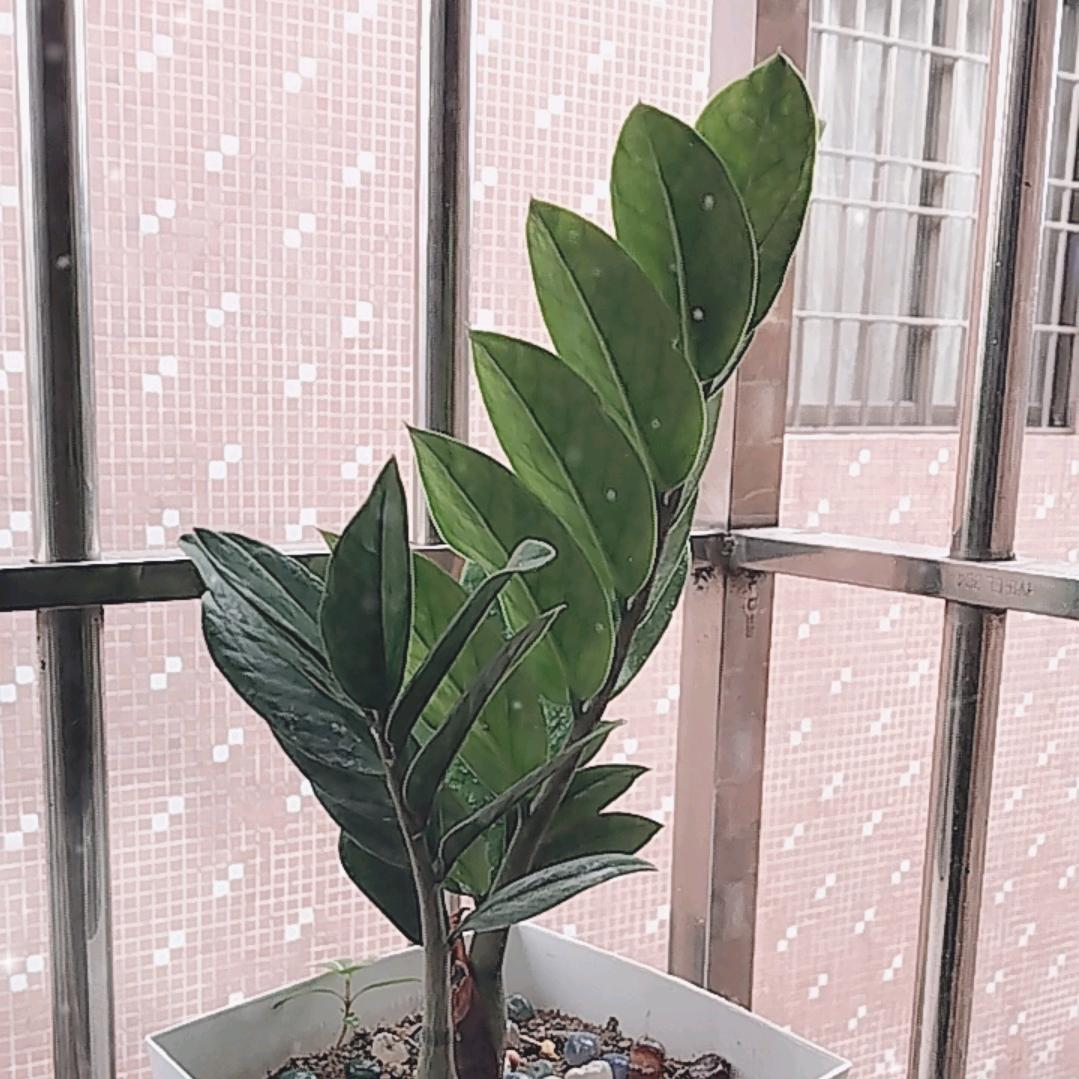 😃蓝莓
